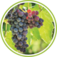 Grappolo d'uva