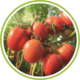 Pomodori